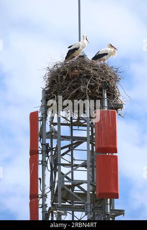 Cigognes blanches, ciconie, nichant sur une tour cellulaire, ignorant le danger des radiations Banque D'Images