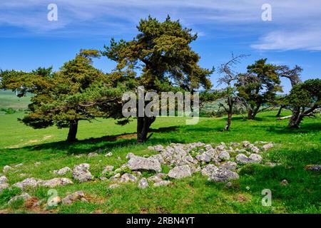 France, Cantal, Allanche, Parc naturel régional des Volcans d'Auvergne, plateau du Cézallier, butte funéraire Banque D'Images