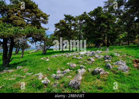 France, Cantal, Allanche, Parc naturel régional des Volcans d'Auvergne, plateau du Cézallier, butte funéraire Banque D'Images