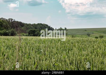 Gros plan du champ de blé vert. Jeunes épis d'orge de printemps poussant avec ciel nuageux et arbres fond flou. Agriculture en Ukraine Banque D'Images