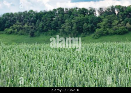 Gros plan du champ de blé vert. Jeune orge de printemps poussant avec ciel nuageux et arbres fond flou. Agriculture en Ukraine Banque D'Images