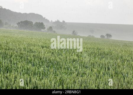 Gros plan du champ de blé vert par temps de pluie battante. Jeunes épis d'orge de printemps poussant avec un fond flou. Agriculture en Ukraine Banque D'Images