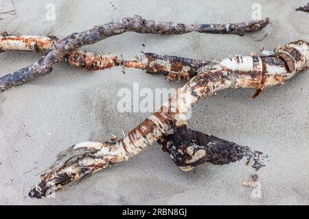 Bois flotté de bouleaux sur Darss West Beach, Mecklembourg-Poméranie occidentale, mer Baltique, Allemagne du Nord, Allemagne Banque D'Images