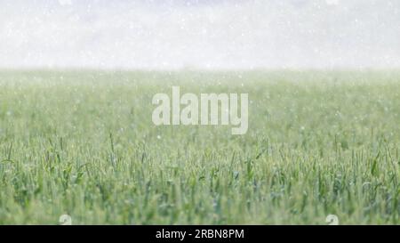 Paysage vert de champ de blé sous la pluie. Épis d'orge de printemps poussant avec fond flou brumeux. Vue panoramique agricole Banque D'Images