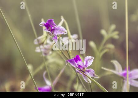 Consolida regalis, fleurs violettes de larkspur en gros plan. Plante herbacée annuelle tendre au printemps Banque D'Images