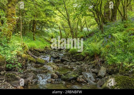 Ruisseau forestier au Loch Chon dans le Loch Lomond et le parc national des Trossachs, Stirling, Écosse, Royaume-Uni Banque D'Images