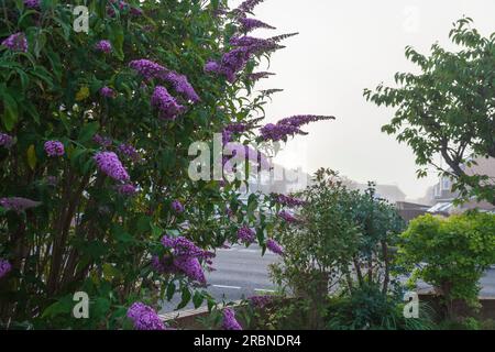 Un buddleia violet (buisson papillon) en fleur un matin brumeux à Stockton on Tees, Angleterre, Royaume-Uni Banque D'Images