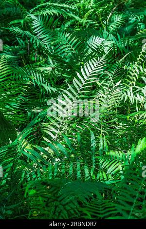 Une photo de technique mixte abstraite naturelle de style portrait de quelques plantes de fougères à Hot Springs Arkansas, États-Unis. Le soleil d'été jetait la lumière et s Banque D'Images