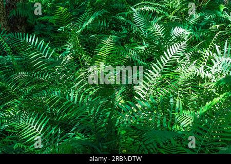 Une photo abstraite naturelle de techniques mixtes de quelques plantes de fougères à Hot Springs Arkansas, États-Unis. Le soleil d'été projetait de la lumière et des ombres sur le b. Banque D'Images