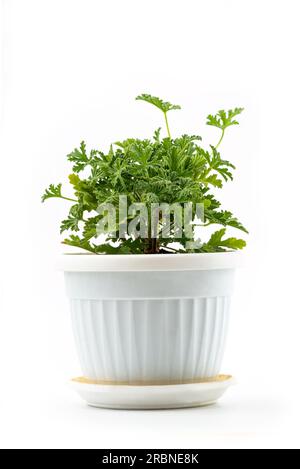 Jeune plante de géranium parfumé dans un pot de fleurs, répulsif contre les moustiques, isolé sur fond blanc avec chemin de détourage Banque D'Images