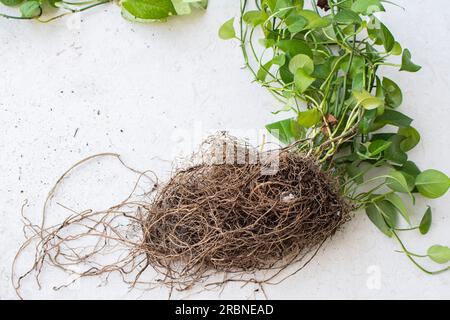 Boule de racine de la plante d'intérieur Pothos. Rempotage d'une plante d'intérieur. Plante d'intérieur liée aux toits. Système racinaire Banque D'Images