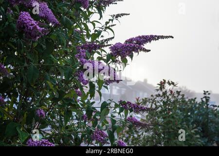 Un buddleia violet (buisson papillon) en fleur un matin brumeux à Stockton on Tees, Angleterre, Royaume-Uni Banque D'Images