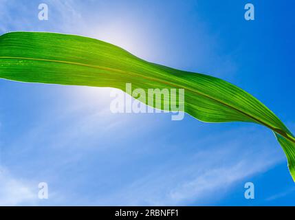 Feuille de maïs verte ondulée contre ciel bleu, illuminée par le soleil Banque D'Images