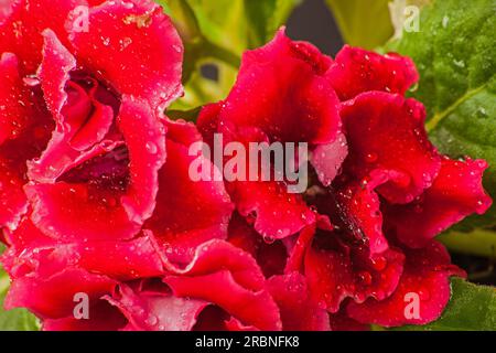 Polyanthus primrose Primula polyantha 10473 Banque D'Images