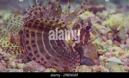 Gros plan de Zebra Lionfish, Red Sea Dwarf Lionfish ou Zebra Turkey fish (Dendrochirus Zebra, Dendrochirus hemprichi) se trouve sur un fond sablonneux et rocheux à égalité Banque D'Images