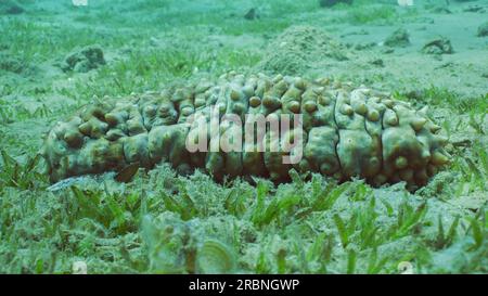 Le concombre de mer ocellé (Stichopus pseudohorrens) se trouve sur un fond marin recouvert d'algues vertes (Cymodocea rotundata) en plein soleil Banque D'Images