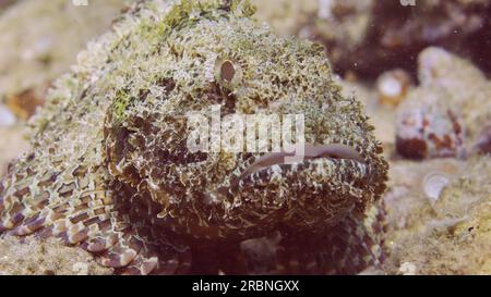 Gros plan portrait de Scorpionfish barbelé (Scorpaenopsis barbata) se trouve près de la pierre sur le fond marin dans la lumière du soleil, Mer Rouge, Egypte Banque D'Images