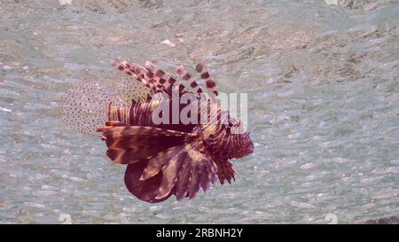 Gros plan de chasse au poisson-lion rouge sur un grand banc de petits poissons brillants Hardyhead Silverside nage près du banc en eau peu profonde le jour en brick Banque D'Images
