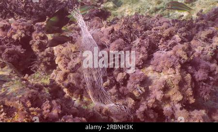Le filet de stockage en plastique de cuisine jeté se trouve sur le récif de corail couvert d'algues rouges. Sac en filet en plastique sur algues rouges. Vue de dessus, Mer Rouge, Egypte Banque D'Images