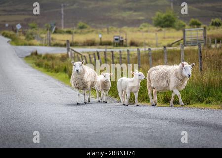 Moutons sur la route de campagne à Glendale, île de Skye, Highlands, Écosse, Royaume-Uni Banque D'Images