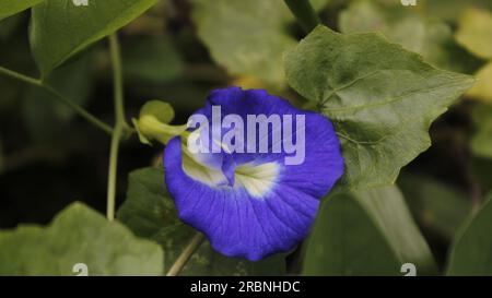 Fleur de pois bleus Banque D'Images