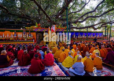 Inde, Bihar, Bodhgaya, UNESCO World Heriatge, le temple Mahabodhi, Moines bouddhistes priant devant l'arbre Bodhi sous lequel le Bouddha a atteint Banque D'Images