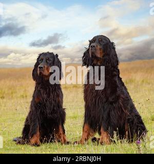 Deux chiens Gordon Setter Banque D'Images