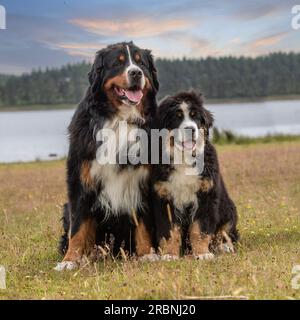 Chien de montagne bernois et chiot Banque D'Images