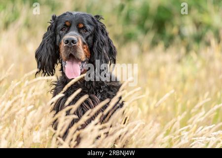 Gordon Setter chien dans l'herbe longue en été Banque D'Images