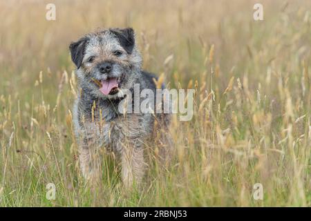 Border Terrier chien dans l'herbe longue Banque D'Images