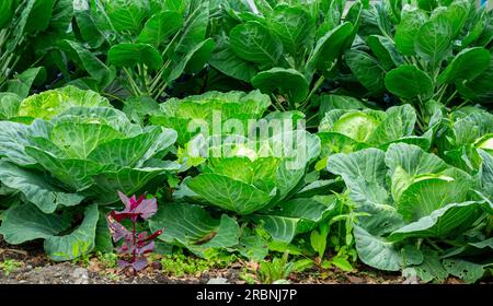 Chou un cultivar populaire de l'espèce Brassica oleracea Capitata Linne Groupe de la famille des crucifères ou Brassicacées Banque D'Images