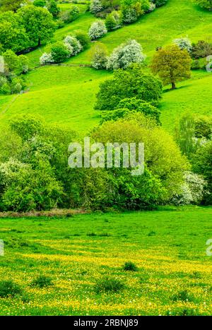 Vue sur les champs en direction du village de Starkholmes depuis Matlock Bath, dans le Derbyshire Dales Peak District Angleterre Royaume-Uni avec des arbres de couleur printanière. Banque D'Images