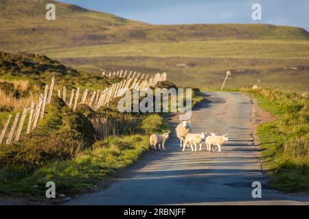 Moutons sur la route de campagne sur la côte ouest de la péninsule de Trotternish, île de Skye, Highlands, Écosse, Royaume-Uni Banque D'Images