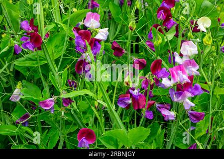 Le pois doux, Lathyrus odoratus, est une plante à fleurs du genre Lathyrus de la famille des Fabaceae (légumineuses), originaire du sud de l'Europe. Banque D'Images