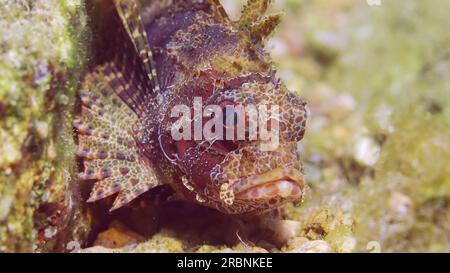 Mer Rouge, Égypte. 3 juillet 2023. Portrait de poisson-lion zèbre, poisson-lion nain de la mer Rouge ou poisson-dinde zèbre (Dendrochirus Zebra, Dendrochirus hemprichi) repose sur un fond sablonneux et rocheux au moment du soir dans les rayons du soleil couchant, Mer Rouge, Egypte (image de crédit : © Andrey Nekrasov/ZUMA Press Wire) USAGE ÉDITORIAL SEULEMENT! Non destiné à UN USAGE commercial ! Banque D'Images