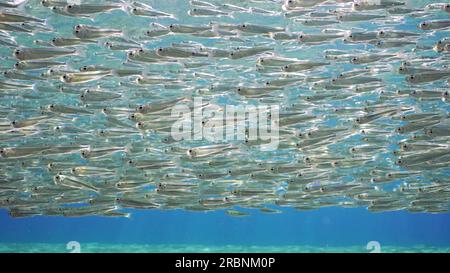 Mer Rouge, Égypte. 3 juillet 2023. Banc sans fin de petits poissons brillants Hardyhead Silverside nager sous la surface de l'eau une journée ensoleillée dans Sunburst, contre-jour Mer Rouge, Egypte (Credit image : © Andrey Nekrasov/ZUMA Press Wire) USAGE ÉDITORIAL SEULEMENT! Non destiné à UN USAGE commercial ! Banque D'Images