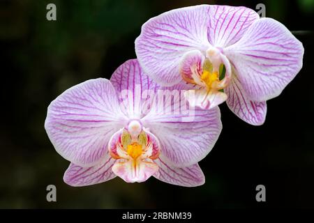 Une orchidée hybride Phalaenopsis rayée rose frappante en pleine floraison. Banque D'Images
