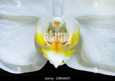 Gros plan d'une orchidée hybride Phalaenopsis blanche en pleine floraison. Banque D'Images