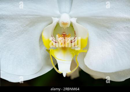 Gros plan d'une orchidée hybride Phalaenopsis blanche en pleine floraison. Banque D'Images
