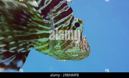 Mer Rouge, Égypte. 3 juillet 2023. Gros portrait de gros Lionfish commun ou Lionfish rouge (Pterois volitans) nage sous l'eau dans la mer Rouge, Egypte (image de crédit : © Andrey Nekrasov/ZUMA Press Wire) USAGE ÉDITORIAL SEULEMENT! Non destiné à UN USAGE commercial ! Banque D'Images