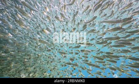 Mer Rouge, Égypte. 3 juillet 2023. Grand banc de petits poissons brillants Hardyhead Silverside nageant à la caméra dans l'eau bleue par une journée ensoleillée dans le soleil éclatant, Mer Rouge, Egypte (crédit image : © Andrey Nekrasov/ZUMA Press Wire) USAGE ÉDITORIAL SEULEMENT! Non destiné à UN USAGE commercial ! Banque D'Images