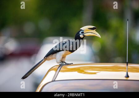 Adulte mâle Oriental pied Hornbill perché sur un toit de voiture garé à l'extérieur d'une maison, Singapour Banque D'Images