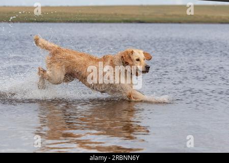 Golden Retriever courant dans l'eau Banque D'Images