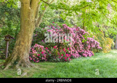 Début d'été dans les jardins thermaux de Bad Homburg vor der Höhe, Taunus, Hesse, Allemagne Banque D'Images