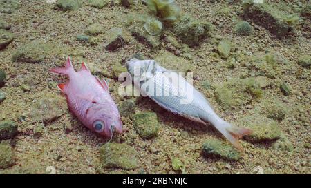 Mer Rouge, Égypte. 3 juillet 2023. Ligne de pêche perdue et hameçons avec deux poissons tropicaux morts couchés sous l'eau sur fond sablonneux. Problème d'engins fantômes - tout engin de pêche qui a été abandonné, perdu ou autrement jeté, Mer Rouge, Egypte (image de crédit : © Andrey Nekrasov/ZUMA Press Wire) USAGE ÉDITORIAL SEULEMENT! Non destiné à UN USAGE commercial ! Banque D'Images