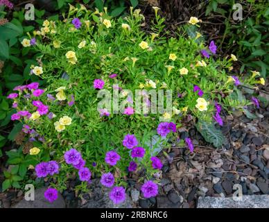 Pot de fleurs plein de calibrachoa parviflora en fleurs un matin d'été à Taylors Falls, Minnesota USA. Banque D'Images