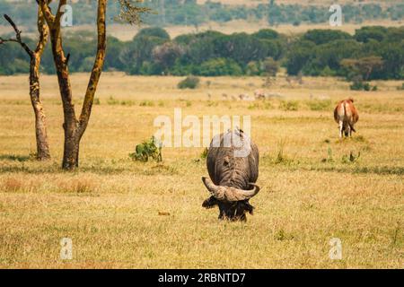 Un troupeau de buffles paissant dans la nature à Soysambu Conservancy à Naivasha, Kenya Banque D'Images