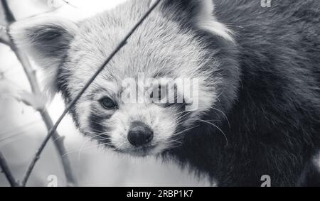 Petit panda rouge visage mignon Banque D'Images