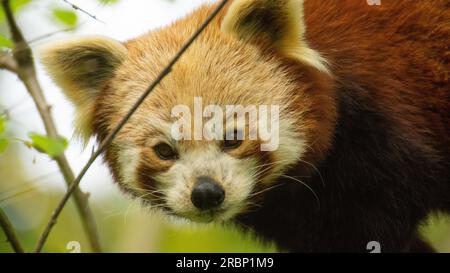 Petit visage du panda rouge Banque D'Images