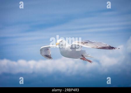 Mouette devant les falaises blanches de Douvres, Kent, Angleterre Banque D'Images